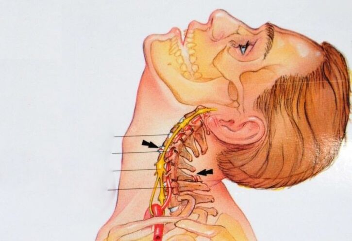 سروائیکل vertebrae کی ساخت